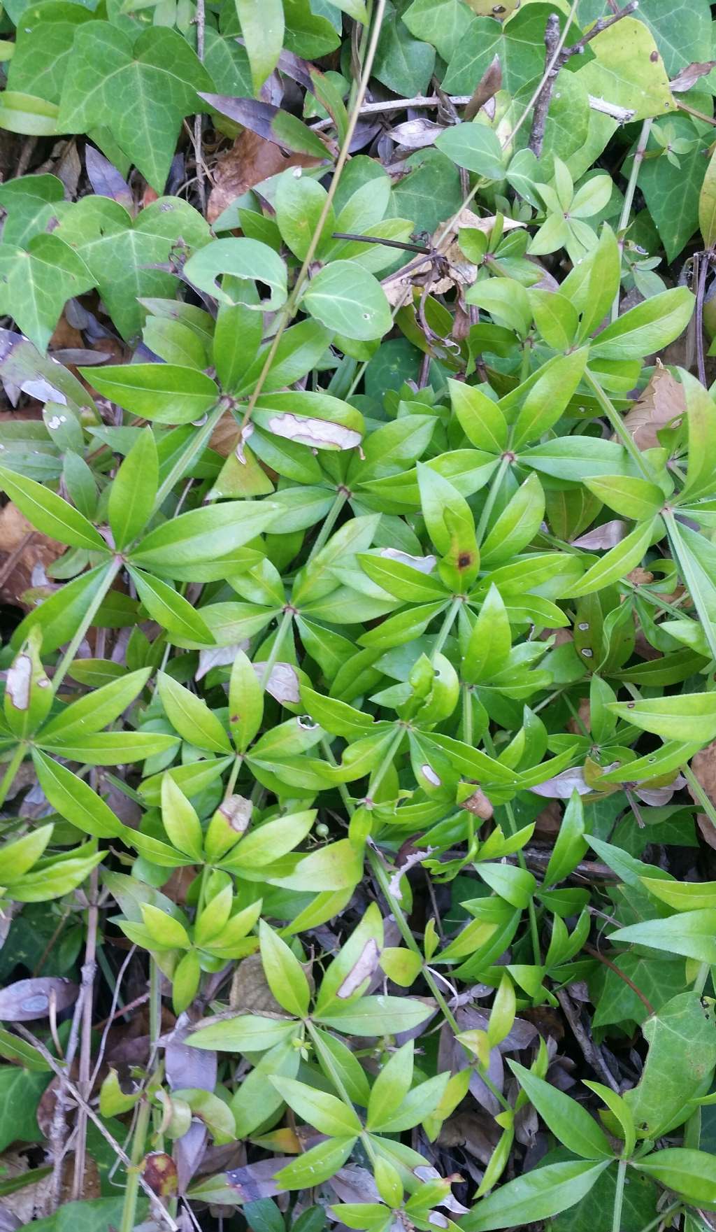 Galium odoratum?